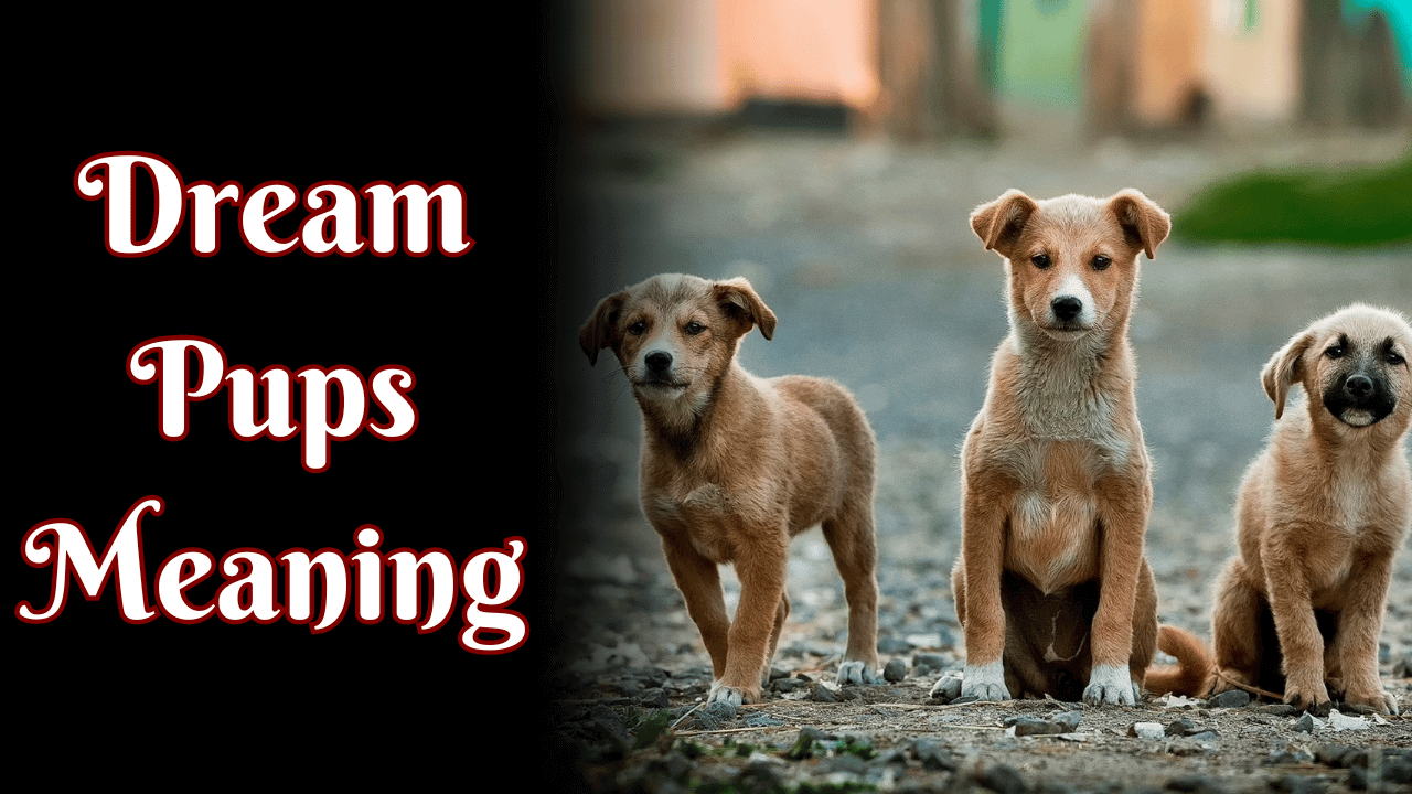 Dream Pups