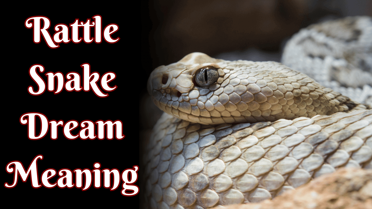 Rattlesnake Dream Meaning