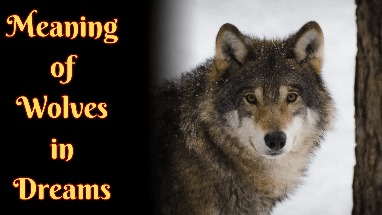 Meaning of Wolves in Dreams