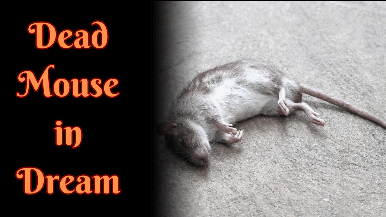 Dead Mouse in Dream