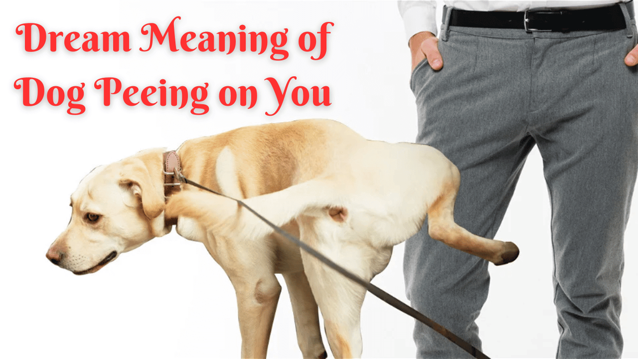 Dream Meaning of Dog Peeing on You