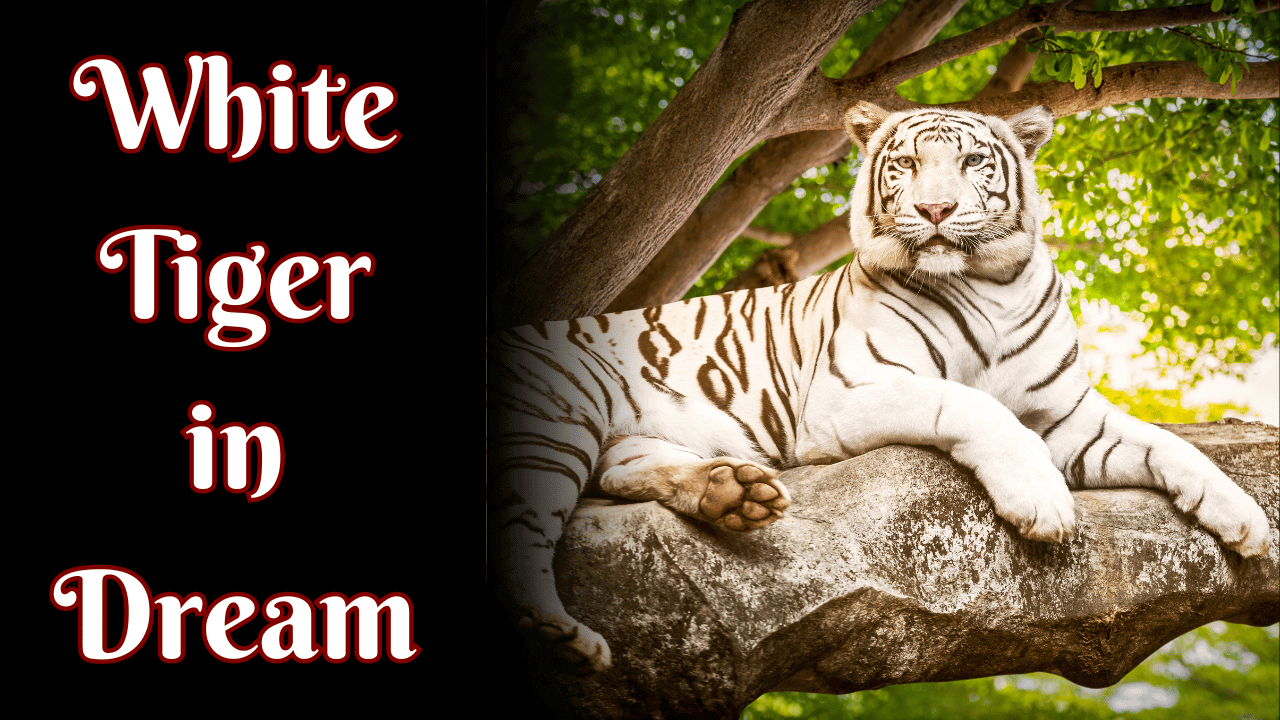 Dream White Tiger
