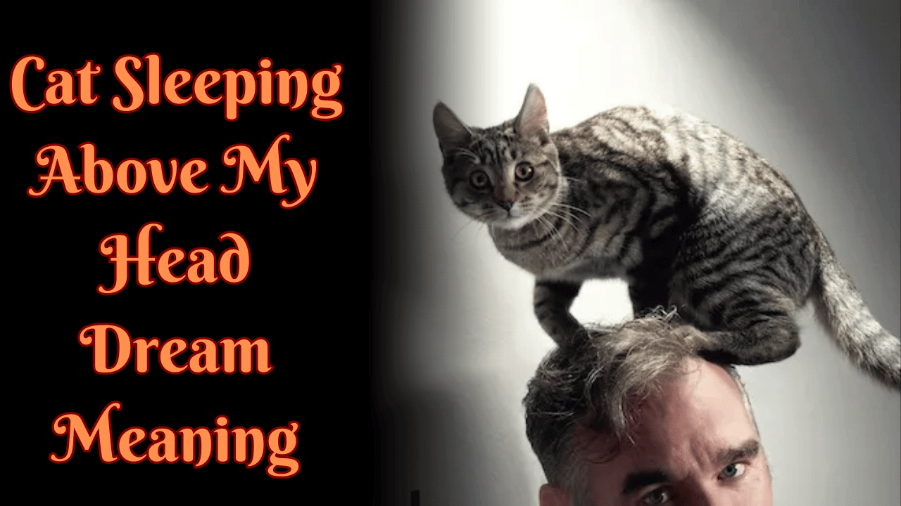 Cat Sleeping Above My Head Dream Meaning