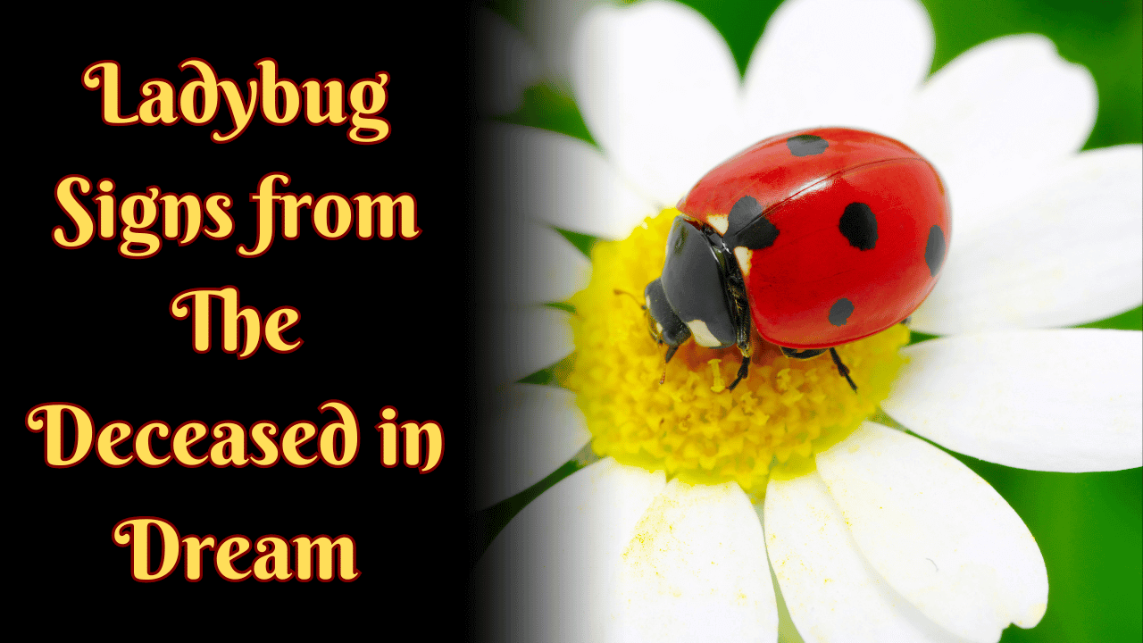 Ladybug Signs from the Deceased in Dream