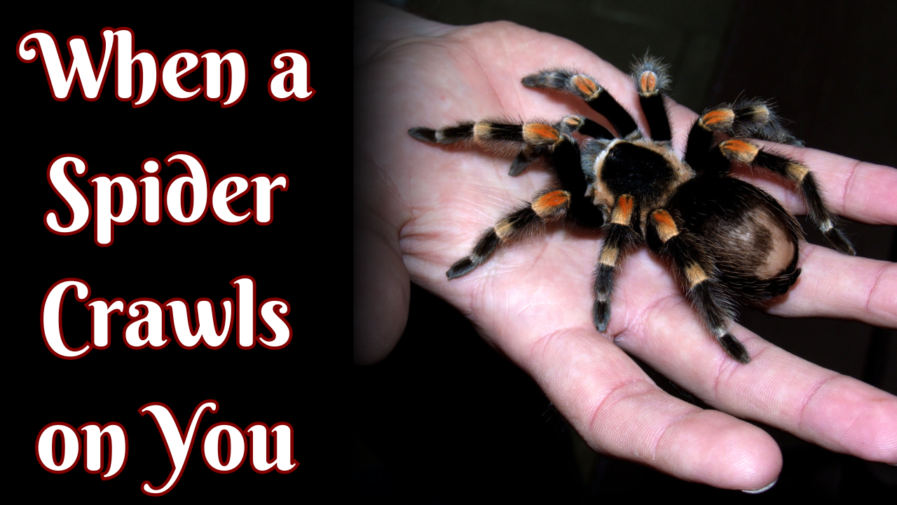 Dream Meaning When a Spider Crawls on You